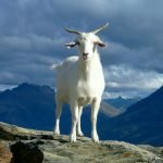 Prendi la tua capra: l’isola italiana invasa dagli animali offre di regalarli